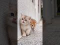 بلی کے بچے کی ویڈیو Cat Cute Beautifullcats Cutecatshorts Funnycatvideos Shortsviral 