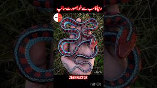 World Most Beautiful Snake Zeen Factor 7