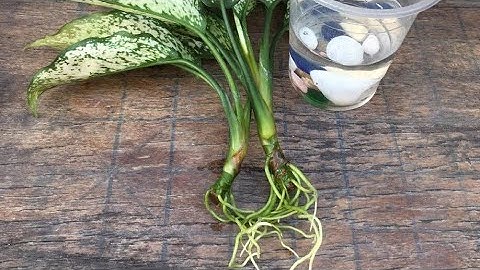 Cây Ngọc Ngân thủy sinh từ nhánh- Lieu Nguyen