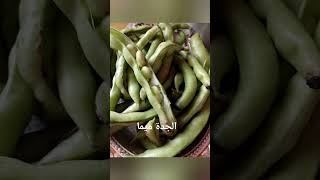 هل أنت على دراية بالفوائد المذهلة للفول العريض,Connais-Tu Les Incroyables Bienfaits Des Fèves