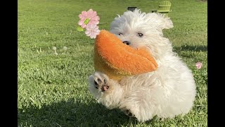 TeddyBear Alex||Puppy Plays Fetch With Pizza🍕🤣