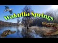 Wakulla springs riverboat cruise  floridas largest spring