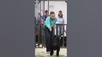 Had to hop on this trend Showpig Edition! #showpigs #stockshowkid #practice #livestockshow