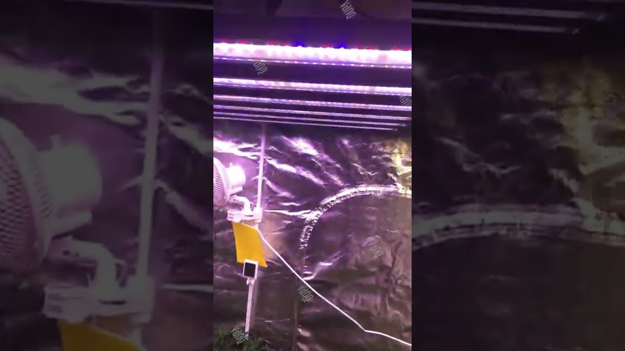 Vegetative Stage 4 With 720W LED Grow Light 2 9 Umol J PPF 2088umol S Full Spectrum