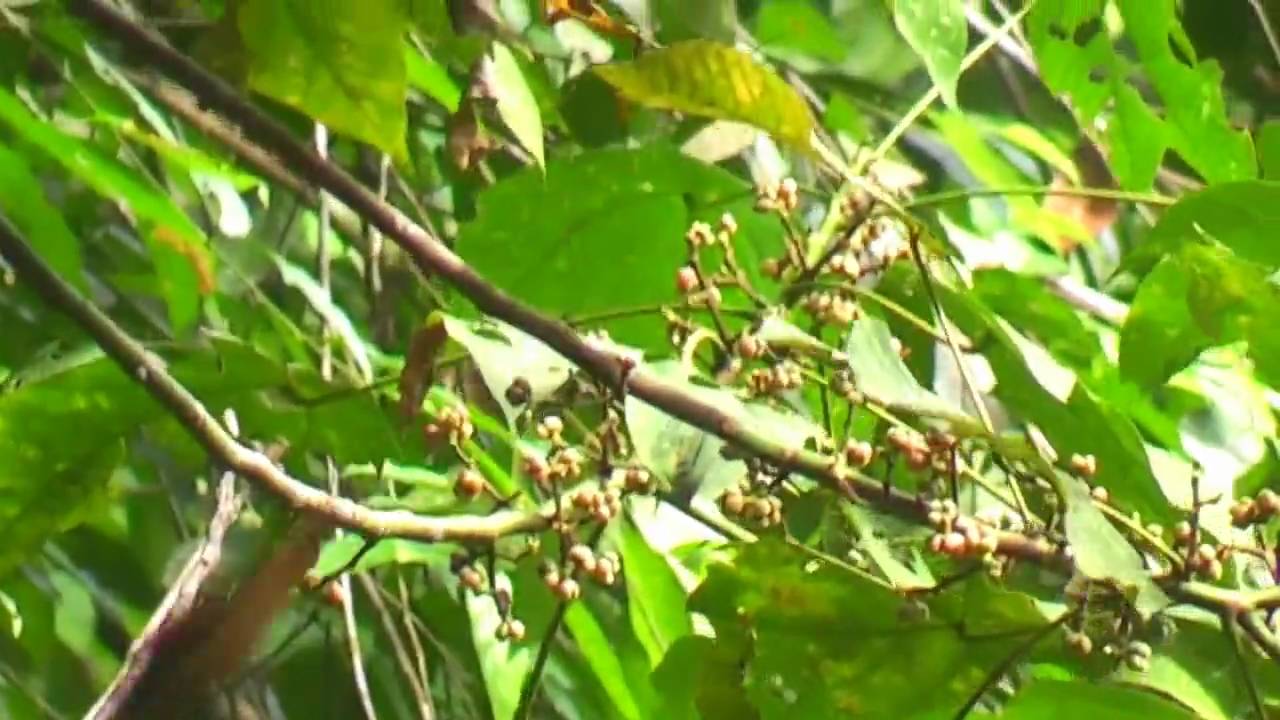Babbler, Grey-headed - Stachyris poliocephala