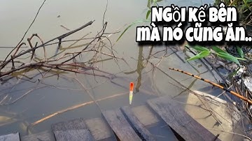 Tập 67 - Câu Cá Rô Đồng Ngày Mưa Bão, Xứ Gì Cá Nhiều Khủng Khiếp Thả Mồi Xuống Là Cá Ăn Liền