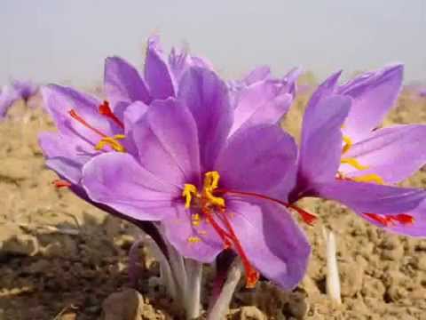 Video: Crocus (51 Duab): Nws Yog Dab Tsi Thiab Paj Zoo Li Cas? Daj Thiab Dawb Vaj Saffron, Sowing Thiab Ntshav, Hloov Noob