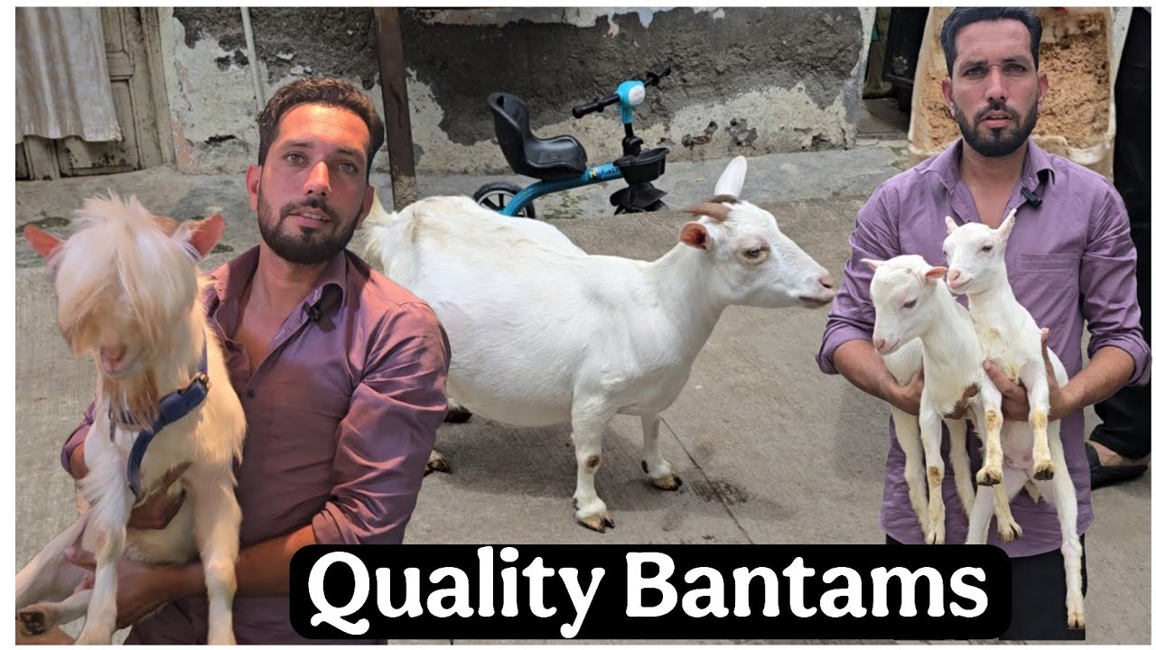 Sheju bhai ke Top Quality Bantam Goats at Aurangabad Maharashtra 