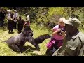 Gorilla attacks woman on honeymoon safari tour