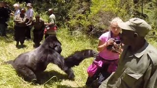 Gorilla attacks woman on honeymoon safari tour