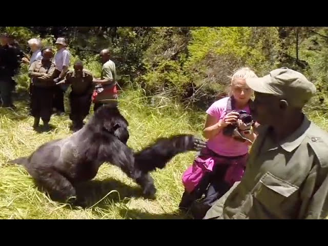 Gorilla attacks woman on honeymoon safari tour class=