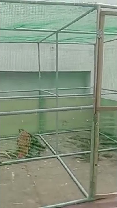 what-is-poultry-farm-how-to-maintain-farm-in-terrace-how-to