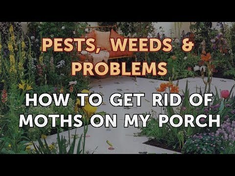 moths porch rid