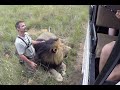 Walking With The Volunteers | The Lion Whisperer