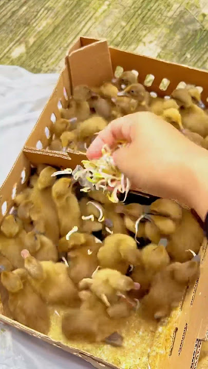 Accurate Way to Differentiate Male and Female Ducklings #bolang #pets #ducks #lindaht #125
