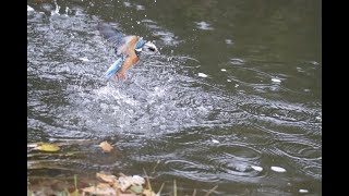 Martin-pêcheur en MORVAN n°3 au mois de décembre 2020.