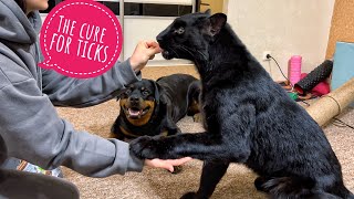 How to protect Luna the panther from ticks