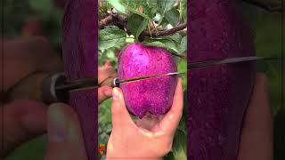 Purple Apple Is It Real? The Truth Behind The Purple Apple