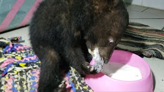 Asiatic black bear cubs rescued in remote Laos | AFP