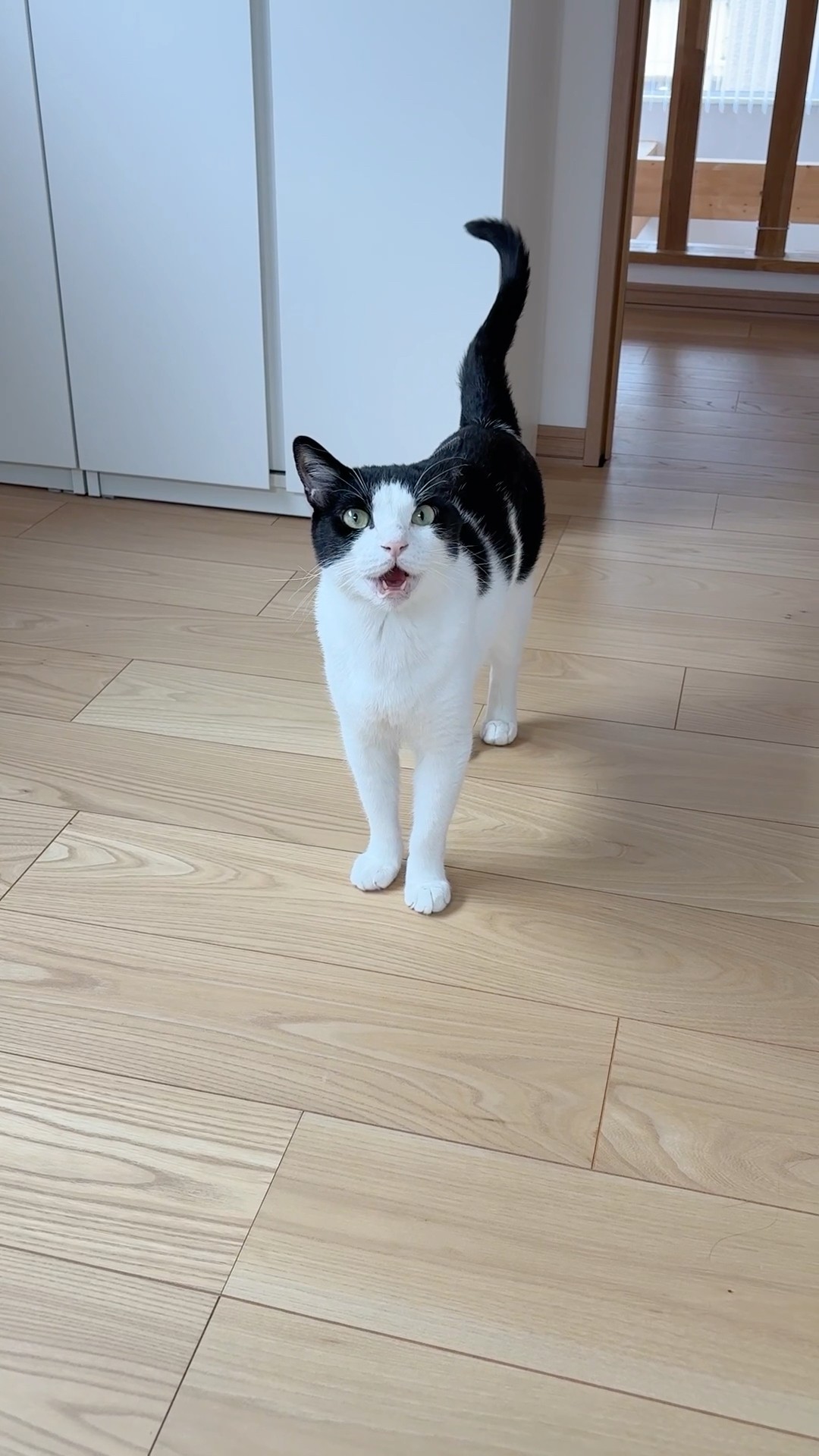 クセ強あくび猫 #猫 #cat #かわいい - YouTube