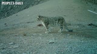 Have a glimpse of the Snow Leopards inhabiting NW China's Qilian Mountain National Park