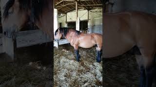 Horse Stallion 1023