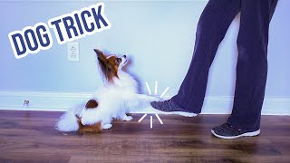 How to Train Your Dog to Toe Dance // Percy the Papillon Dog