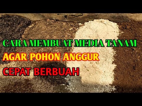 Video: Cara Mendisinfeksi Bahan Tanam Anggur