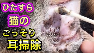 外耳炎 耳ダニ 耳の痒み 三ッ池動物病院のスタッフブログ