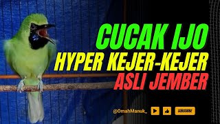 CUCAK IJO HYPER KEJER-KEJER ASLI JEMBER