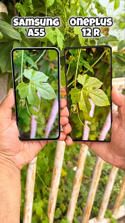 Samsung Galaxy A55 vs Oneplus 12R Camera Test #samsunga55 #oneplus12r #comparison #shotrs