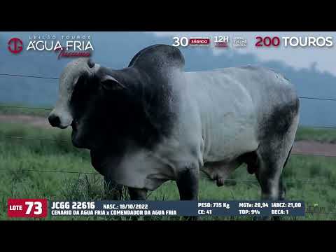 LOTE 73