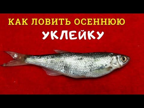 Тонкости ловли уклейки