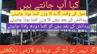 How to grow cow farm/dairy farming business in pakistan/daiy farm/village business point