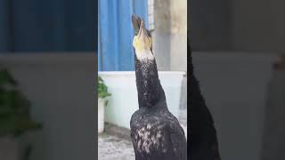 Have You Ever Seen A Cormorant Eat A Fish Bigger Than Its Own Head?