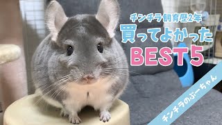 チンチラグッズ買ってよかったものランキング！Funny and Cute Chinchilla