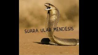suara ular mendesis