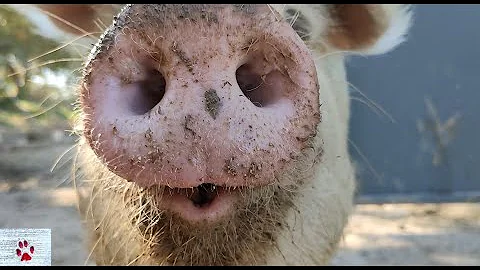 Animal pleasure