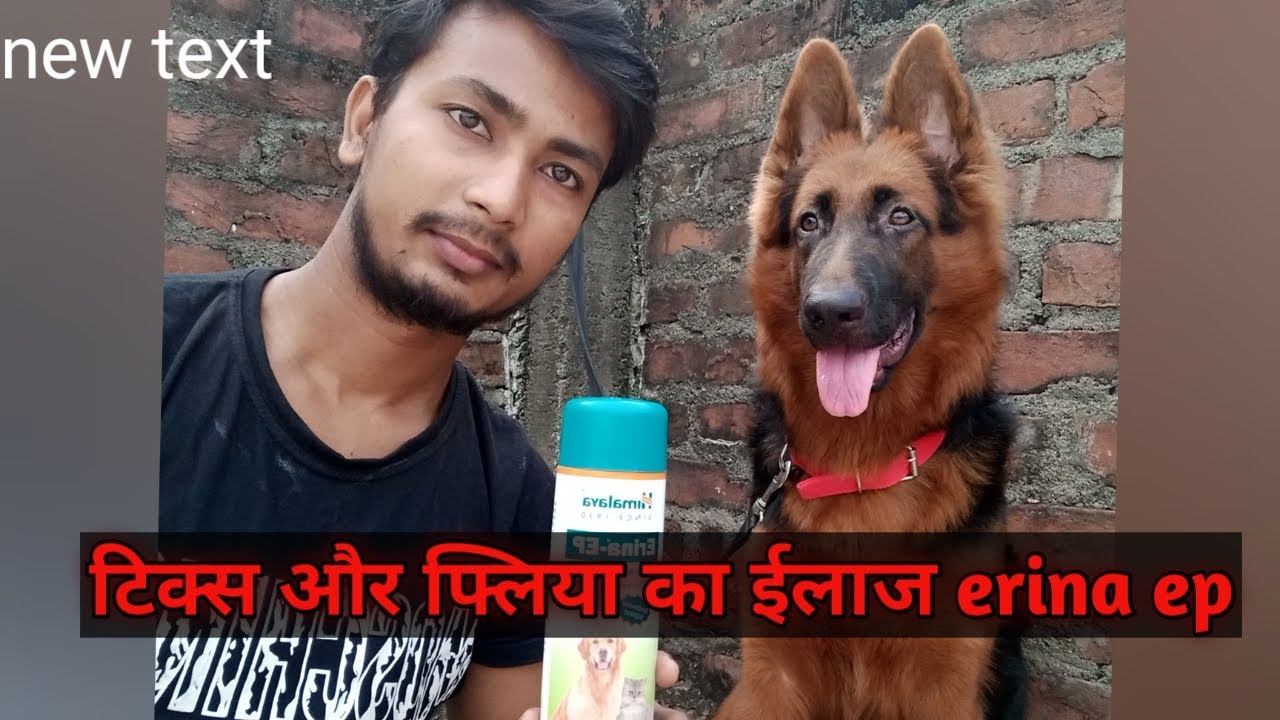 dog ticks,ticks on dogs,ticks,ticks & fleas on dogs, ticks on dogs