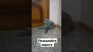 Прикинулся сиротой