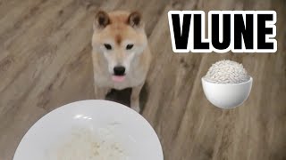 DOYLE GOT BONUS RICE | VLUNE DAY 21