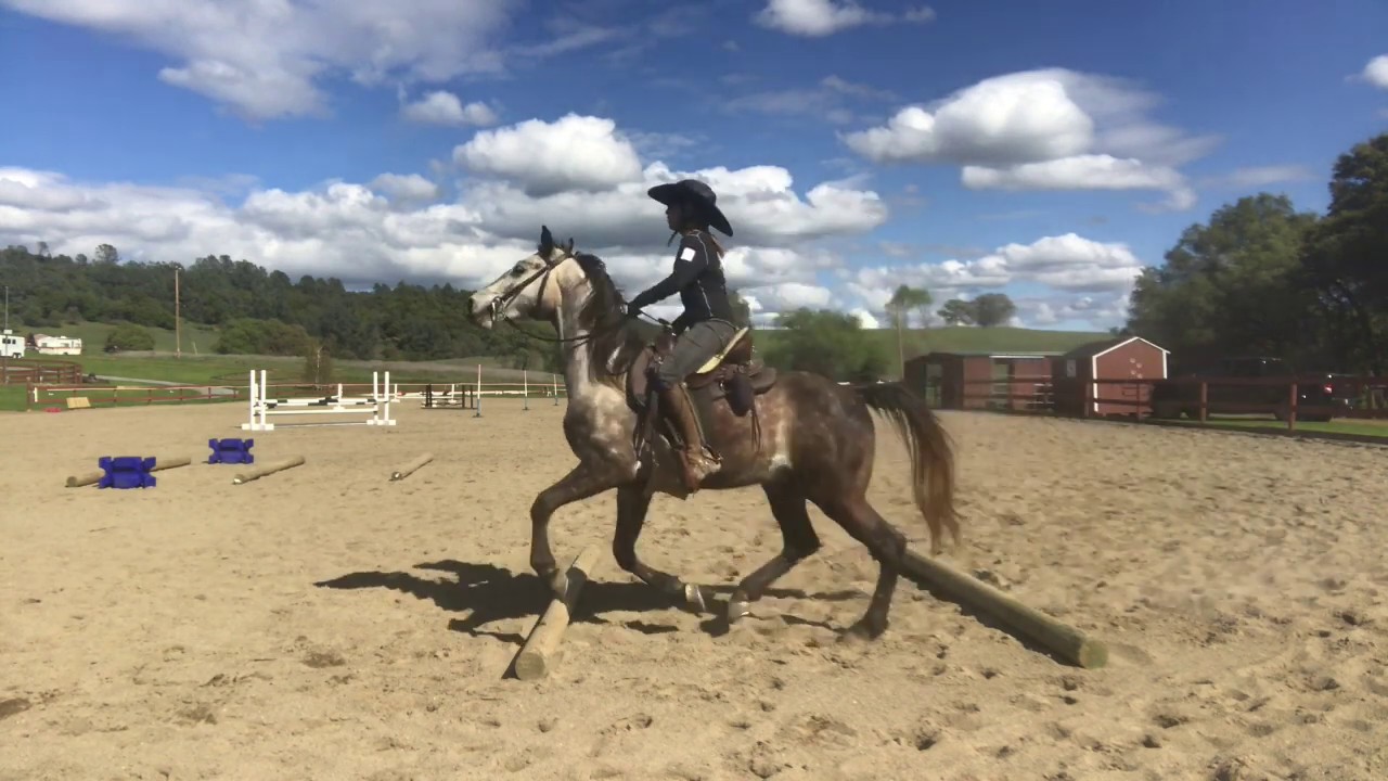 Tennessee Walking Horse Learning to Canter YouTube