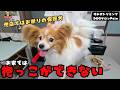 【初来店】撫でることも出来なかった5年前にお迎えした保護犬パピヨンの噛み犬トリミング