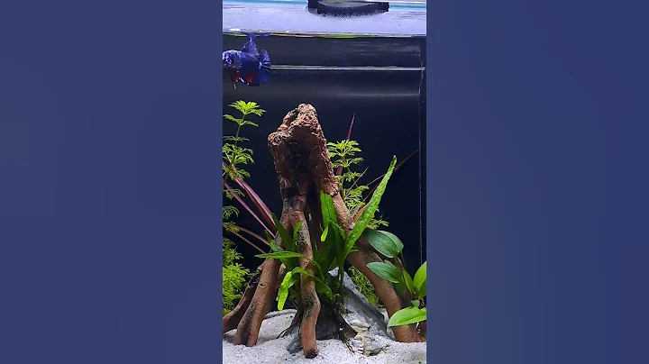 Watch the video about Betta fish - blue galaxy koi #betta #fish #siamese #fighter