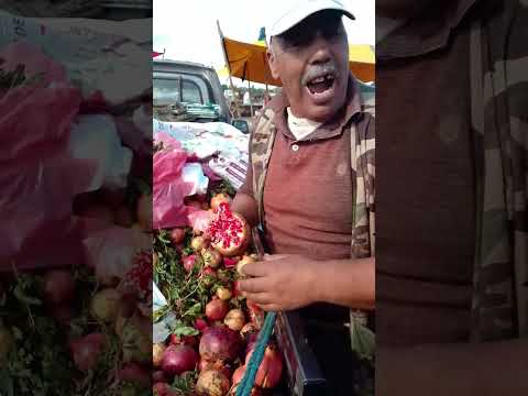 الرويجل دائما زاهية مع الخيمة