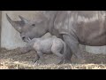 A new baby rhino was born in the Ramat Gan safari park