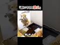 旅行に同行する気満々で断れないw #犬動画 #いぬのいる暮らし #ゴールデンレトリバー #癒し動画 #shorts