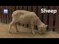 3D 180VR 4K Cute Little Sheep Family ^^ Listen to the Lamb Sound