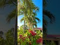 Palms in the carribean