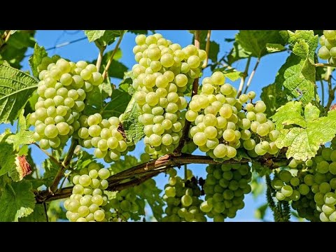 Video: Cabernet grožđe: opis sorte, karakteristike i njega